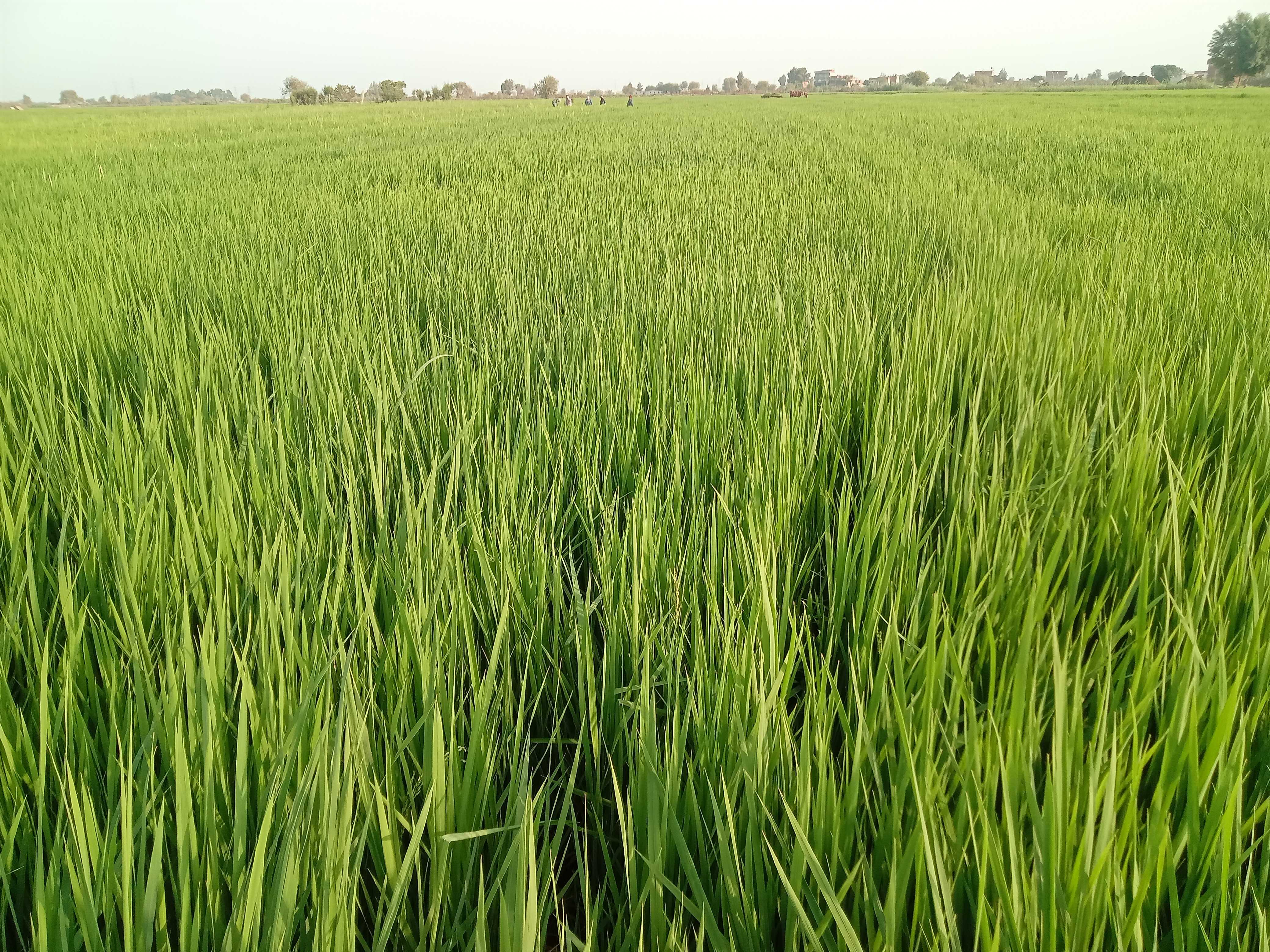 هل ينفع اخلط سترات البوتاسيوم مع الزنك رش شكرا