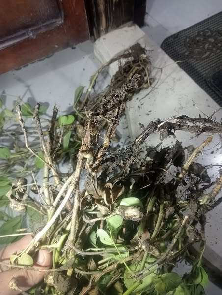 السلام عليكم ورحمه الله احتاج الي النصح والتوجيه يوجد اعفان لدي ف محصول  الفول السوداني وزبول ولا اعرف الحل