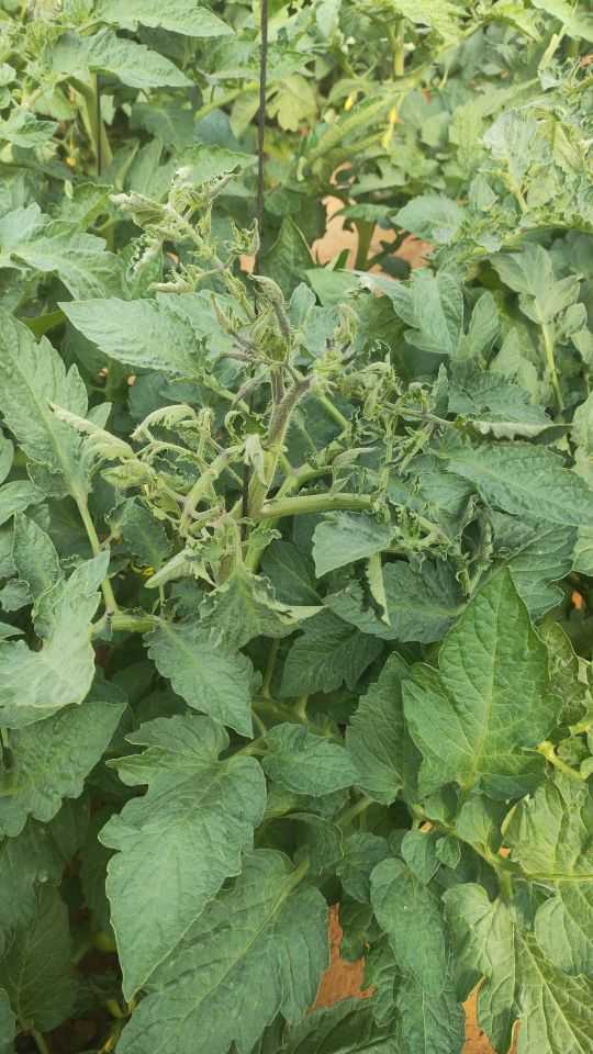 ماهي المشكلة