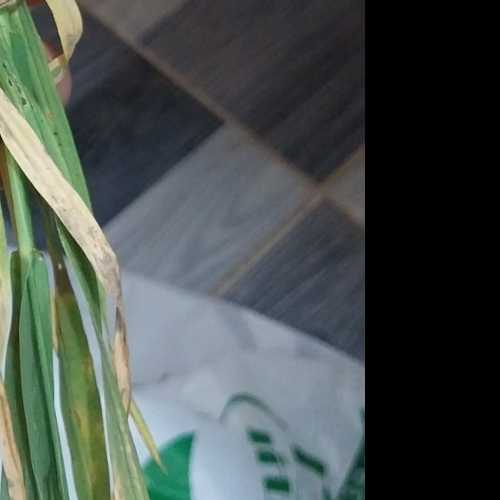 ظهور بقع بنية على أوراق القمح عمر ٥٠ يوم مع صغر حجم النبات وضعف النمو