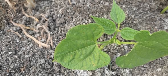 السلام عليكم 
دا عنكبوت ولا مرض فطري