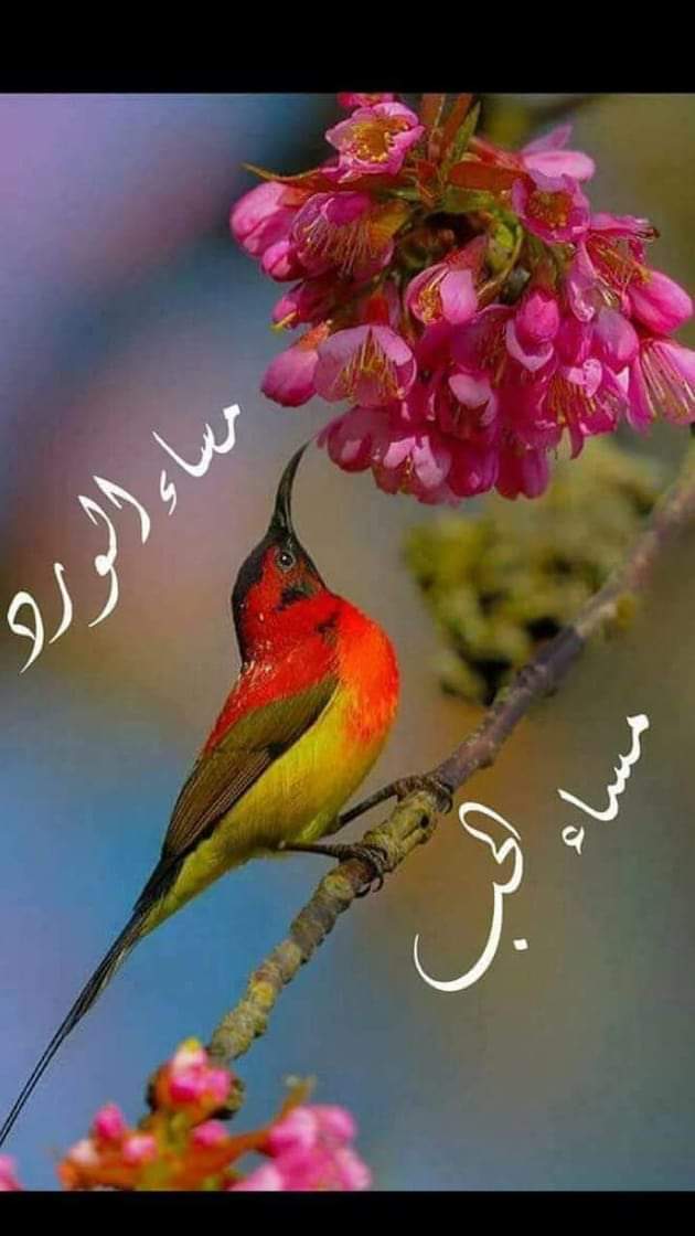 رش العلق و فجل الجمل في البسله - رش العلق وفجل الجمل في البسله