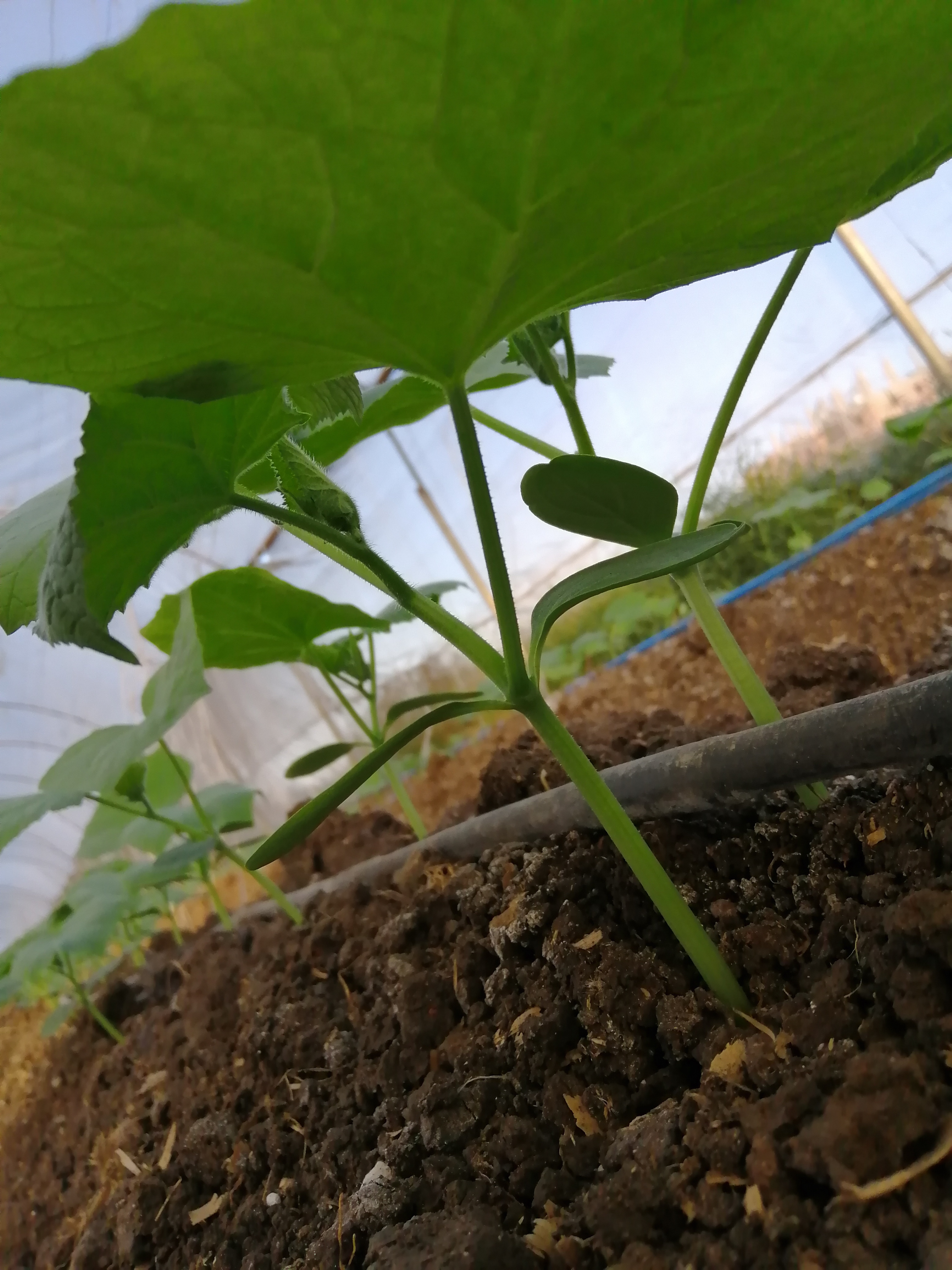 ماهو مبيد الاعفان التي توجد في ثمار الخيار بسبب الرطوبه  - هي الاعفان التي توجد في ثمار الخيار في نهايته 