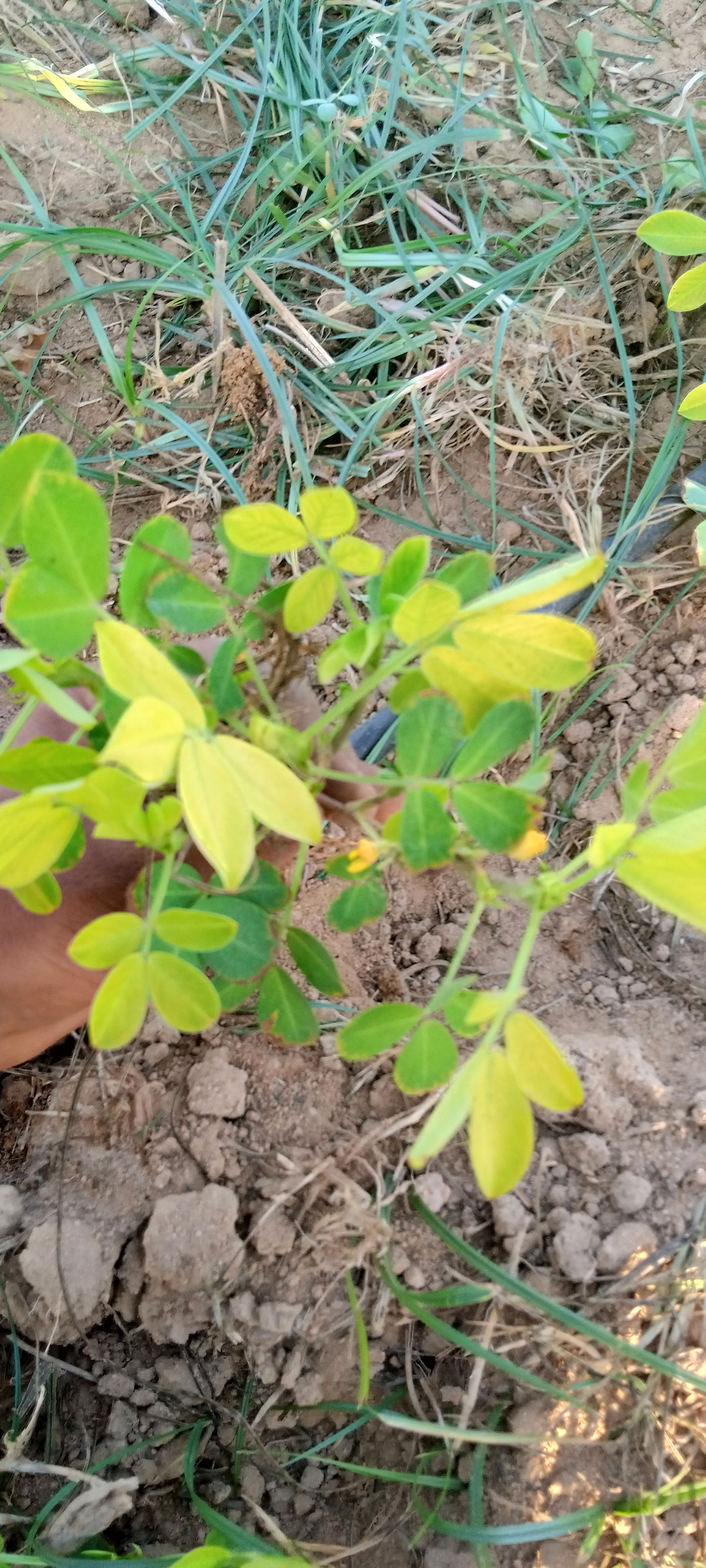 اصفرار السوداني - في التربه