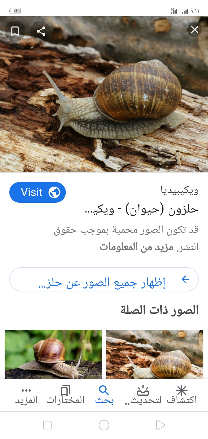 الحلزون - موجود عندي بكثره في البرتقال
ويأكل في أوراق البرتقال
أريد مبيد يقضي عليه نهائيا
