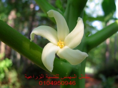 بعد اذنكم ارجوا الافاده عايز اكون ماهر ف اني اكون مهندس زراعي بمعنى الكلمه مع العلم اني طالب رابعه كليه زراعه تخصص مكافحه آفات وأمراض نبات  - واسف على ذلك ولكن قال الله تعالى واسأل اهل العلم ان كنتم لا تعلمون  صدق الله العظيم 