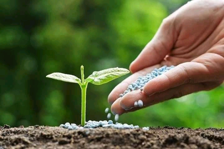 فولفيك+عالي بوتاسيوم وفوسفور+زنك+جبرليك
هل هذه التركيبة مفيدة للتحجيم - هل هذه التركيبة مفيدة للتحجيم