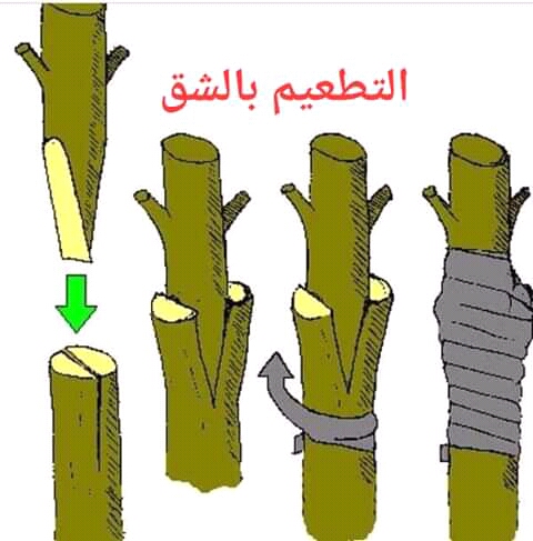 متي يمكن استخدام التطعيم بالشق او ما هو الوقت المناسب له - في اي شهر يكون التطعيم بالشق
